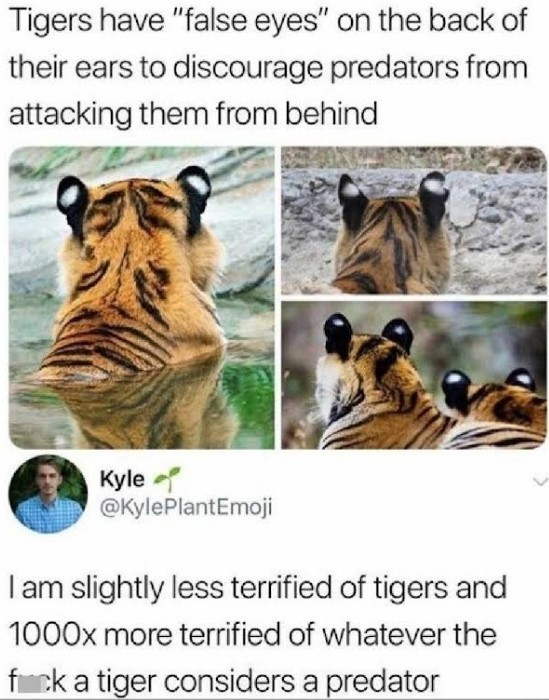 Who do you think is above tigers in the predators list?