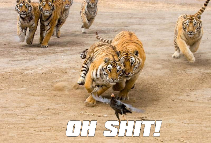 Who do you think is above tigers in the predators list?