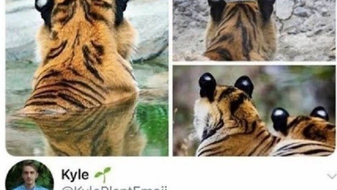 Who do you think is above tigers in the predators list?