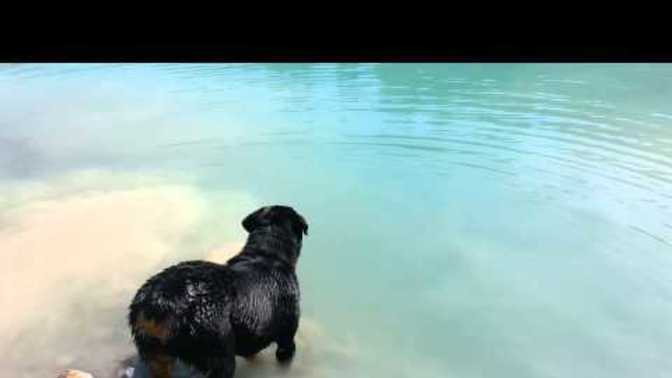 Is it surprising a Rottweiler can be a good swimmer?