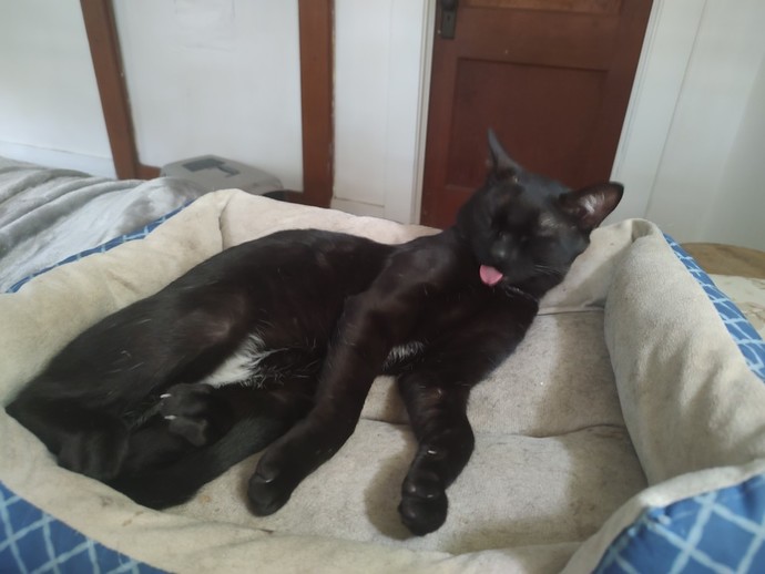 What is your favorite picture of your pet?