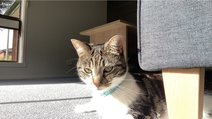 What is your favorite picture of your pet?