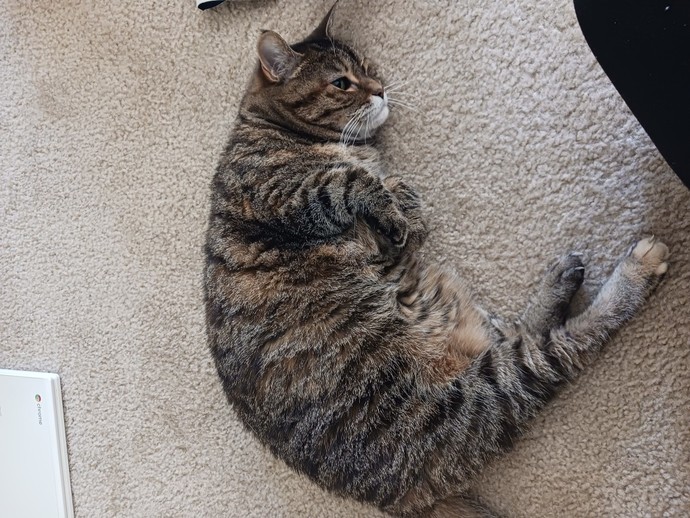 What is your favorite picture of your pet?