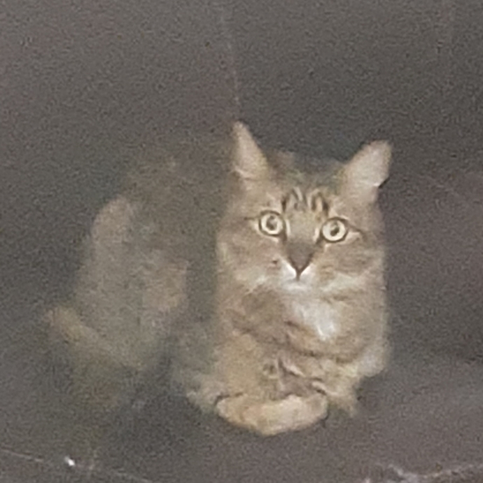 What is your favorite picture of your pet?