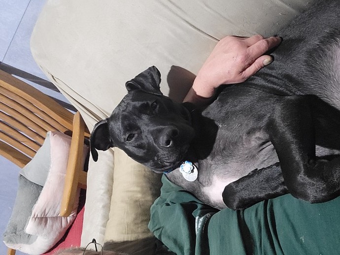 What is your favorite picture of your pet?