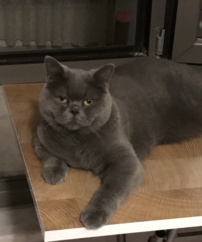 What is your favorite picture of your pet?