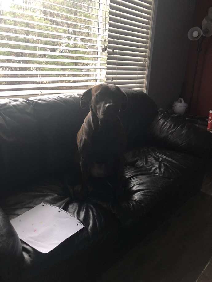 Karma my dog