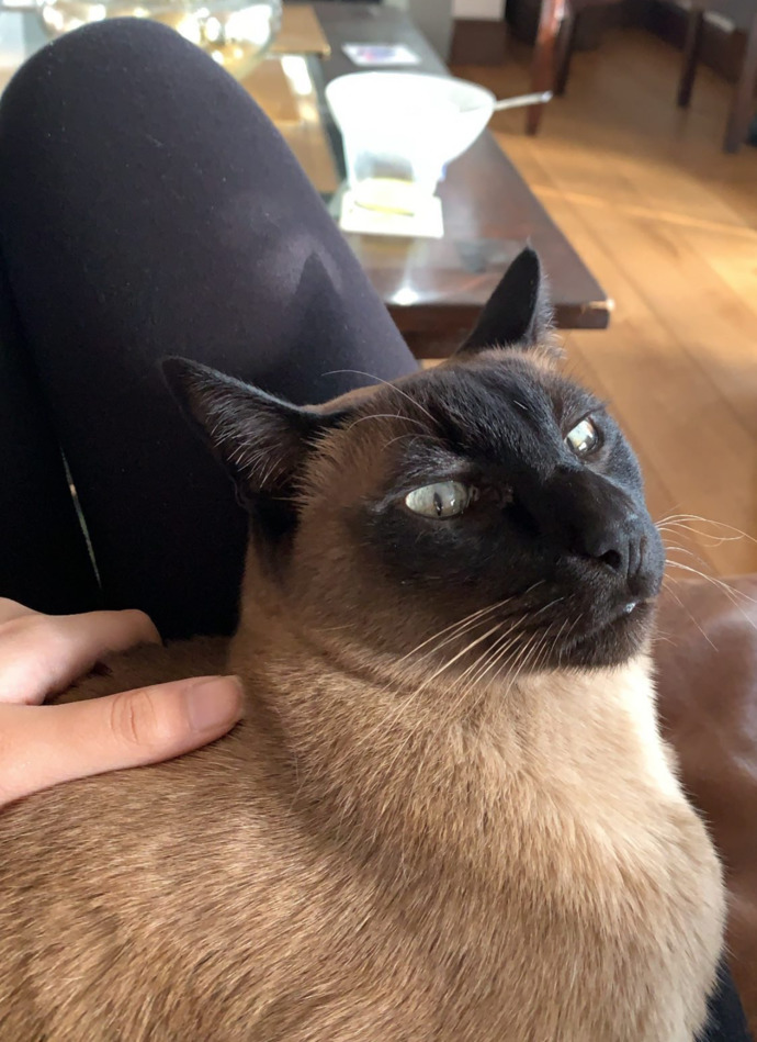 My sophisticated boy named Bibu