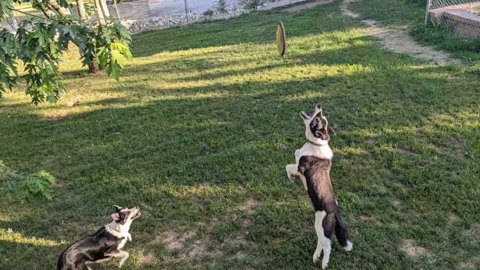 What is your favorite picture of your pet?