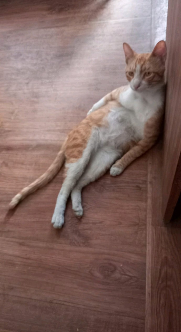 What is your favorite picture of your pet?
