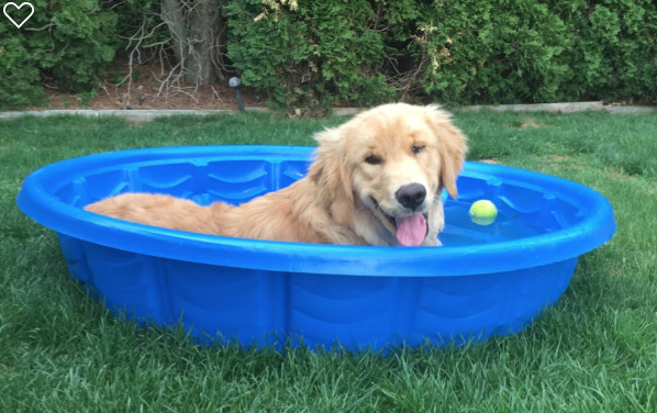 What is your favorite picture of your pet?