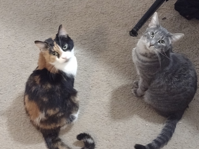 What is your favorite picture of your pet?