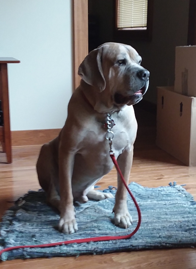 What is your favorite picture of your pet?