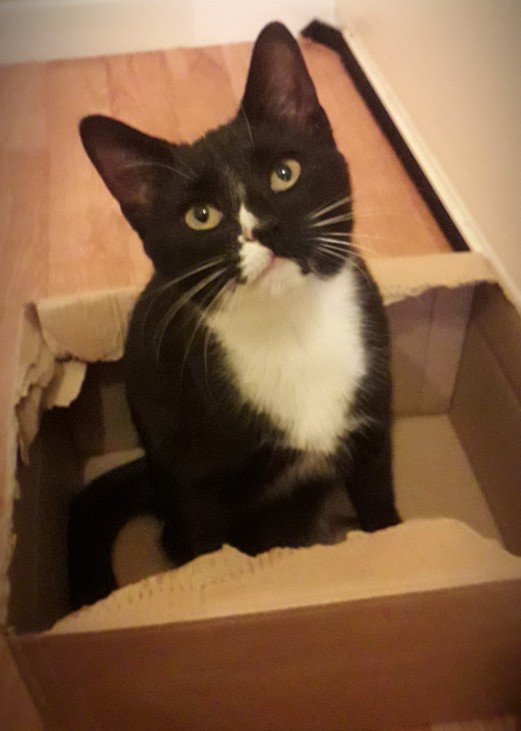 What is your favorite picture of your pet?