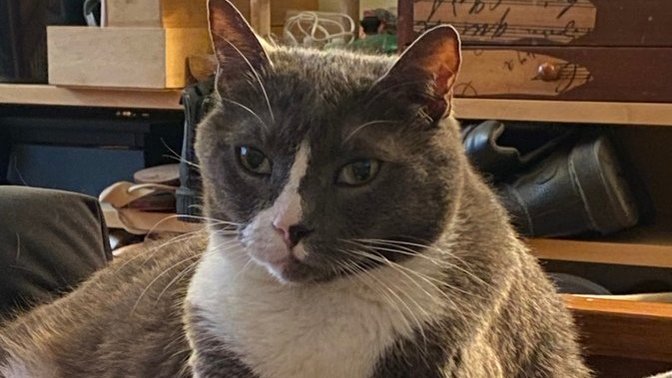 What is your favorite picture of your pet?