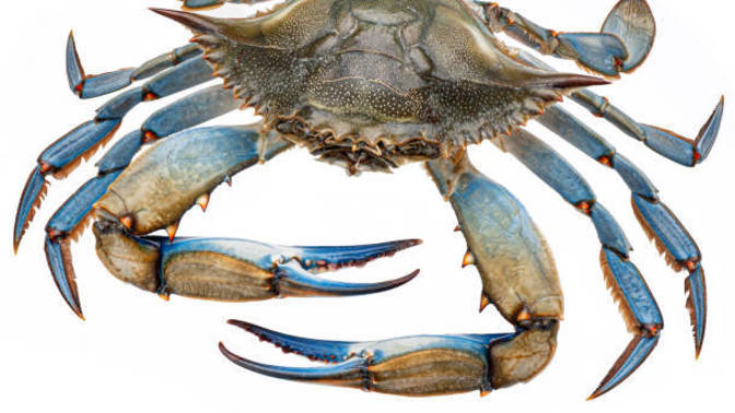 What's oddest food you had to cook?