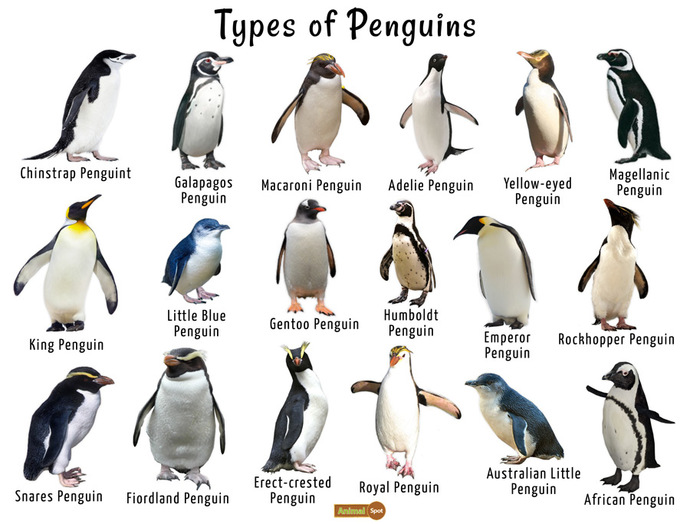 waddle waddle