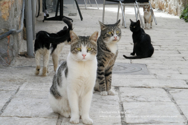 How do you feel about me ‘cat calling’ these cuties on the road 😏😉?