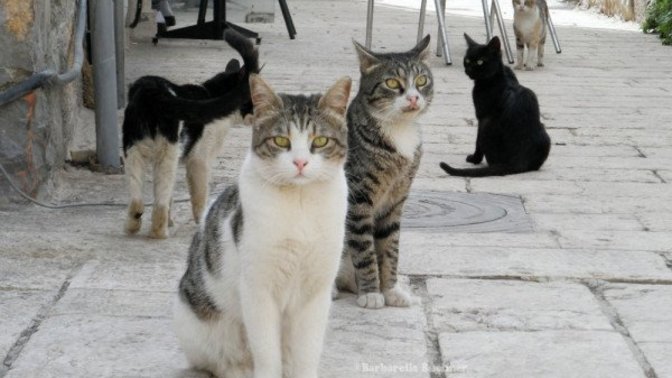 How do you feel about me ‘cat calling’ these cuties on the road 😏😉?