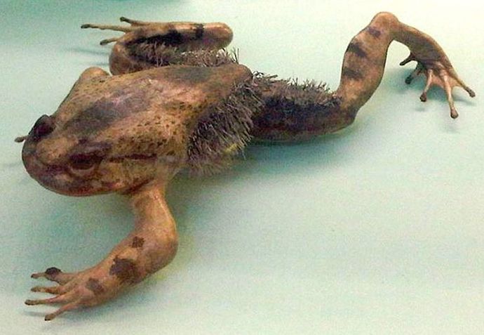 Are frogs the worst pets?