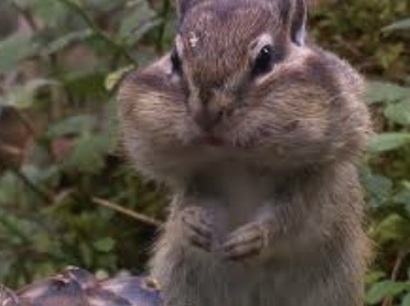 What do you think of the chipmunk that told the hamster to harass me?
