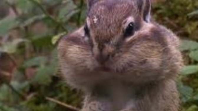What do you think of the chipmunk that told the hamster to harass me?