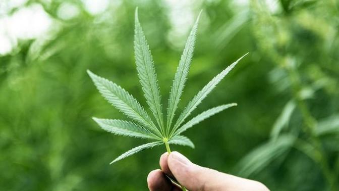 Should recreational marijuana be legal in all 50 States?