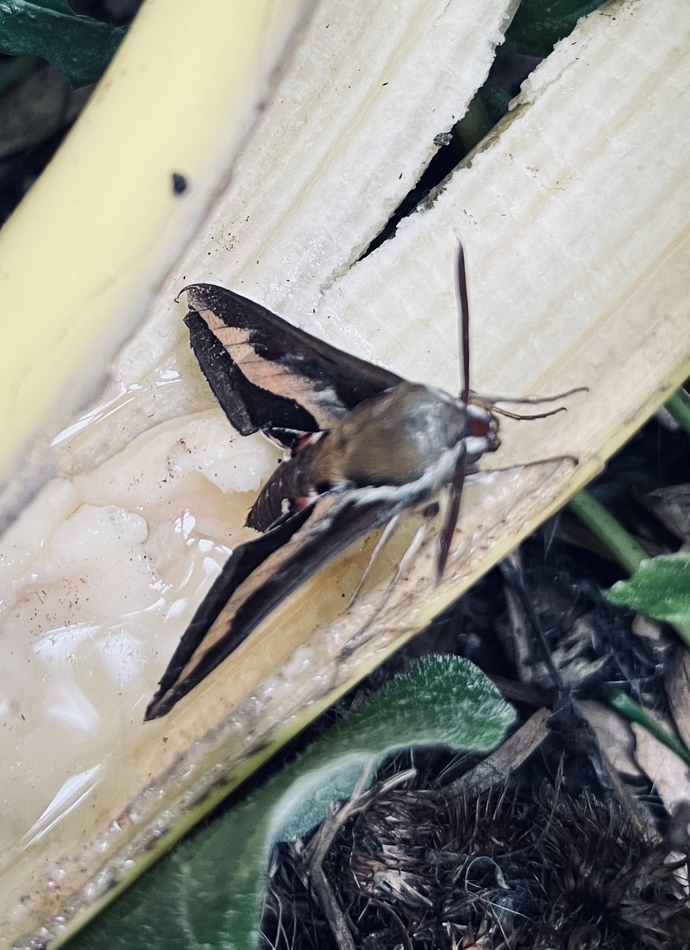 Will you name this lilโ moth (found dehydrated in a pile of shavings. Itโs recovering now in the yard. I want to call it other than โhey youโ ๐)?