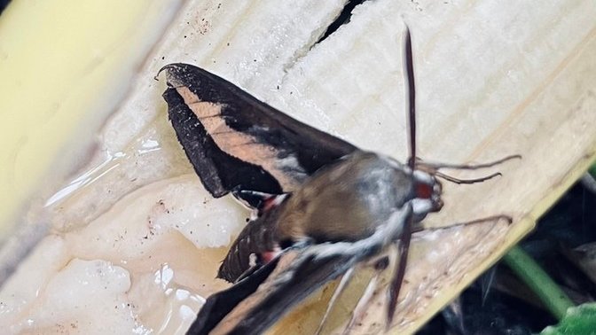 Will you name this lil’ moth (found dehydrated in a pile of shavings. It’s recovering now in the yard. I want to call it other than “hey you” 😆)?
