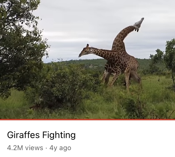 Why are fighting giraffe cuter than fighting people?