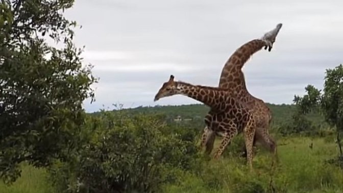 Why are fighting giraffe cuter than fighting people?
