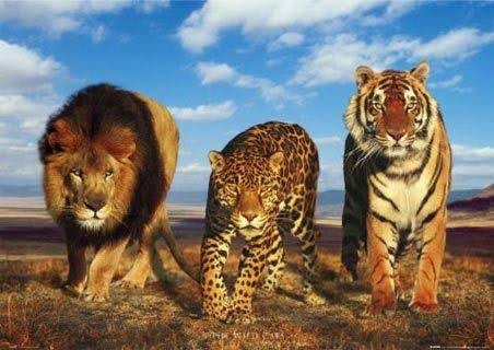 Which animal do you think reflects your personality?