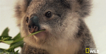 Which animal do you think reflects your personality?