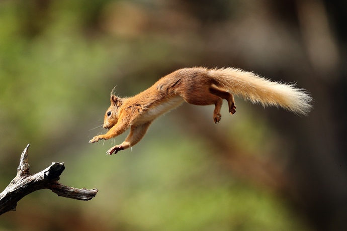 Which animal do you think reflects your personality?