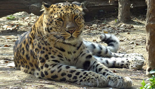 Amur Leopard