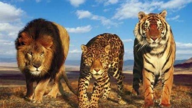 Which animal do you think reflects your personality?