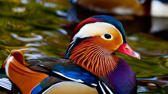 What is the most amazing animal youve seen in real life?