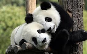 What is the most amazing animal you've seen in real life?
