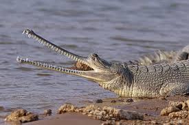 What is the most amazing animal you've seen in real life?