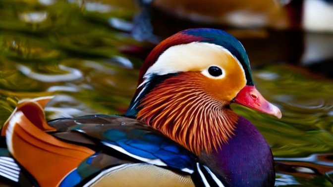 What is the most amazing animal you've seen in real life?