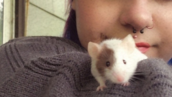 Do you like mice?