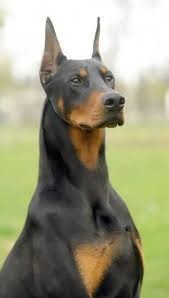 What's your favorite breed of dog?