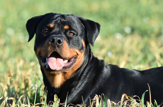 Rottweilers <3 