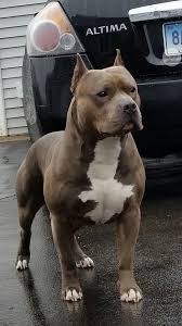 What's your favorite breed of dog?