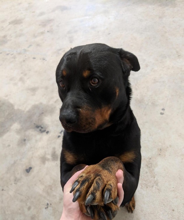 What's your favorite breed of dog?