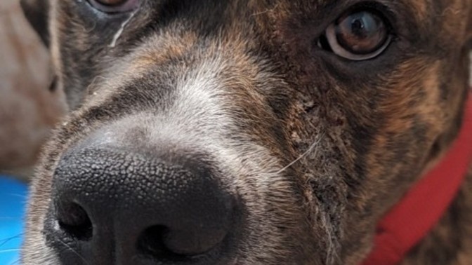 What's your favorite breed of dog?