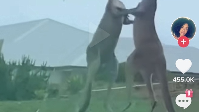 Would you take on a Kangaroo for 2 million dollars?