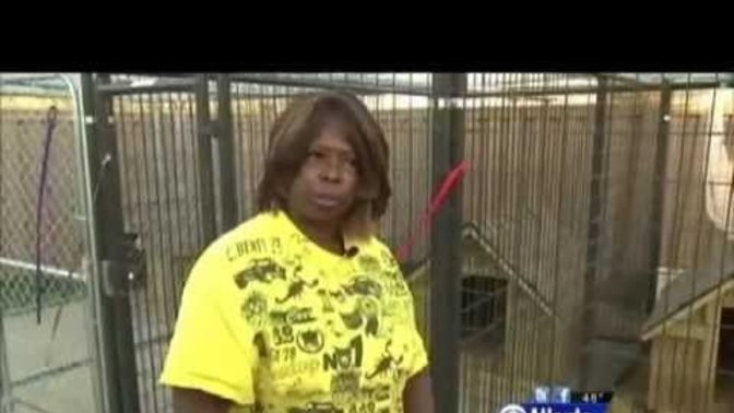If a pitbull is a powerful breed, how was this guy able to literally rape two of them?