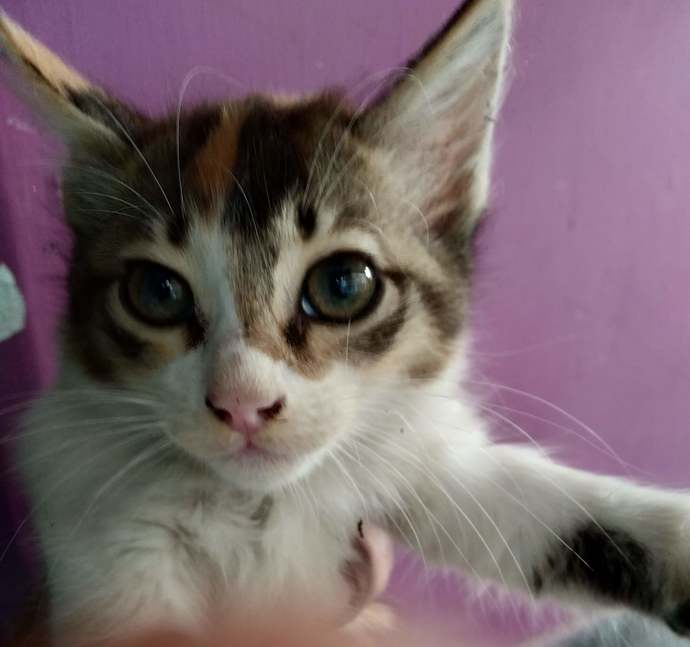 Do you foster animals?