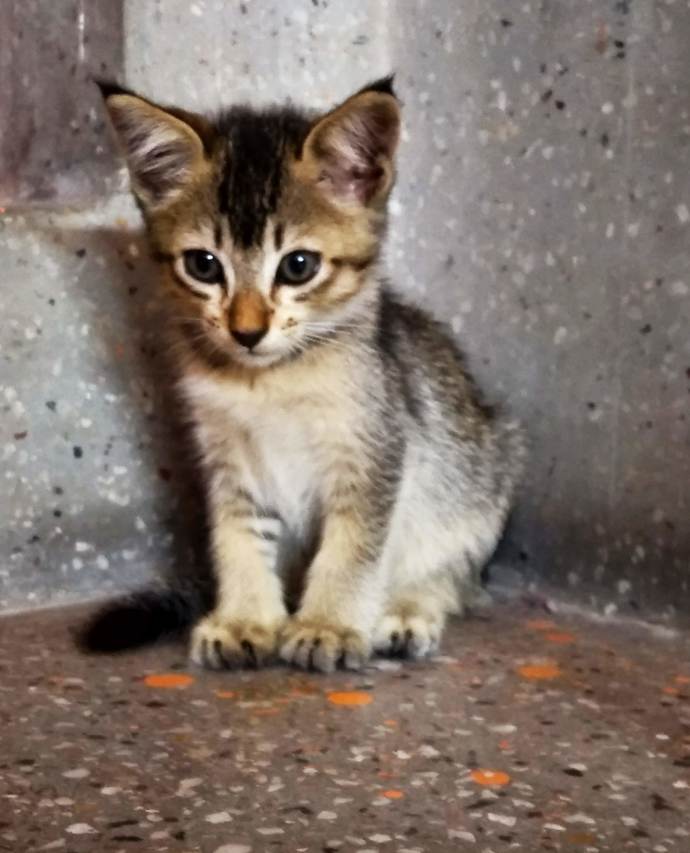 Do you foster animals?